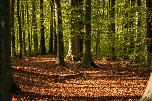 istock Autumn forest scenery with fall leaves & warm light illumining the gold foliage. 1064681854