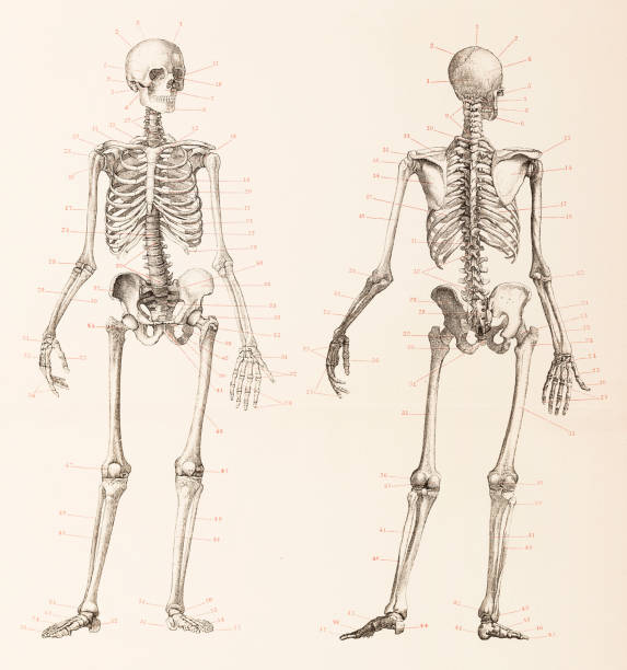 인간의 골격 전면 및 뒷면 그림 - human bone the human body healthcare and medicine human skeleton stock illustrations