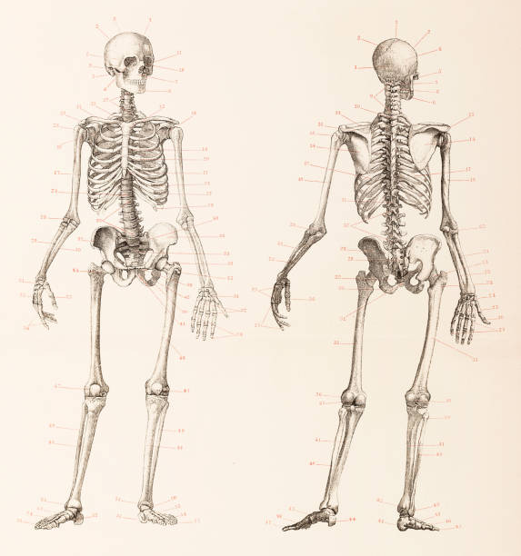 人的骨架前面和後面例證 - 人類骨架 插圖 幅插畫檔、美工圖案、卡通及圖標