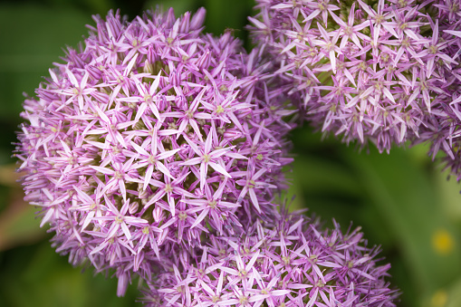 Top view and closeup of a purple ornamental onion (Allium) with the green undergrowth out of focus in the background.