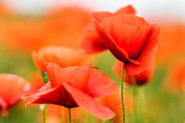 fiori di papavero rosso - plant poppy oriental poppy green foto e immagini stock