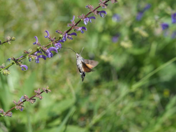 istock Pigeontail flies sage and drinks nectar - Butterfly flies sage and drinks nectar 1064682812