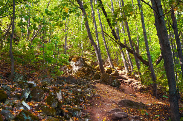 istock Footpath in the green forest. Forest conservation area. Natural Park. 1064685836