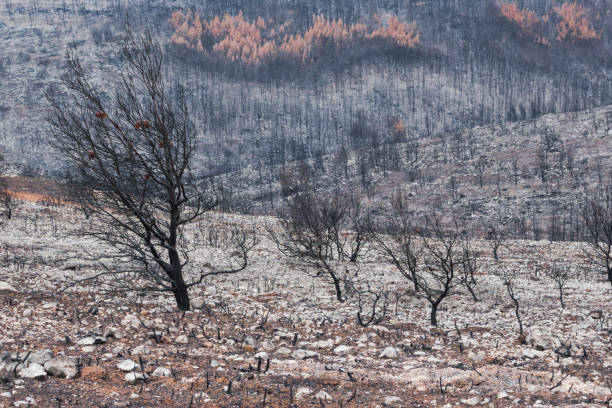 istock Burnt tree with bright pine cones in field after wildfire 1064686972