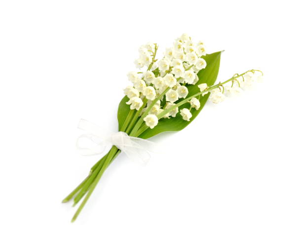 istock Lily of the valley bouquet 1064688148