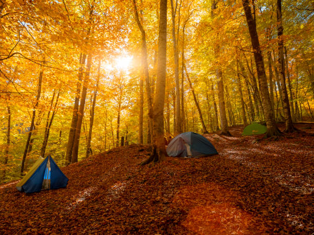Tents in the woods, Yedigöller, Bolu/Turkey