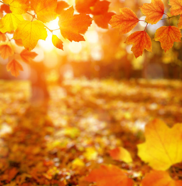 istock Autumn leaves on the sun. 1064688584