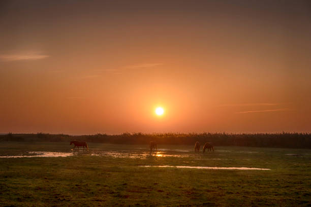 istock Sunrise on Fischland in Germany 1064688636