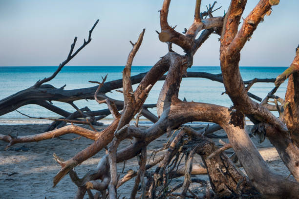 istock Baltic Sea Coast on Darss in Germany 1064688688