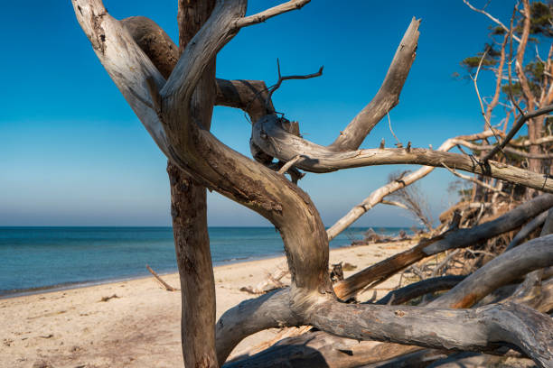 istock Baltic Sea Coast on Darss in Germany 1064688740