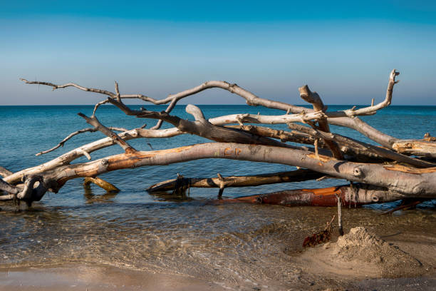istock Baltic Sea Coast on Darss in Germany 1064688756