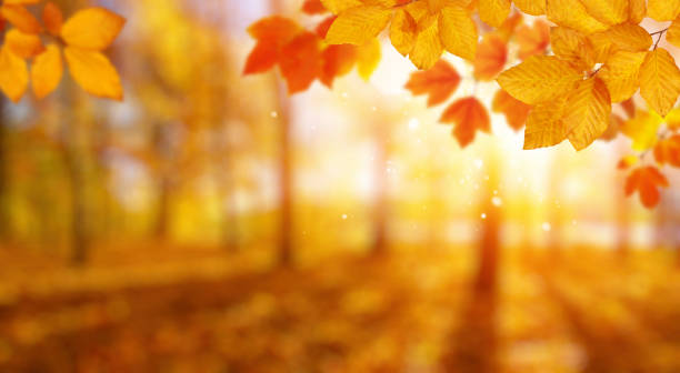 istock Autumn leaves on the sun. 1064688836