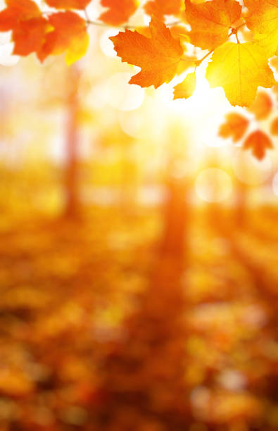 istock Autumn leaves on the sun. 1064688866