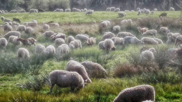 Sheep herd in the Dosenmoor in Schleswig-Holstein, Germany