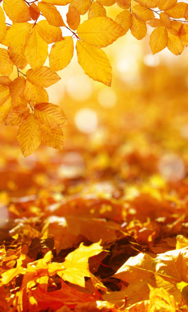istock Autumn leaves on the sun. 1064689054