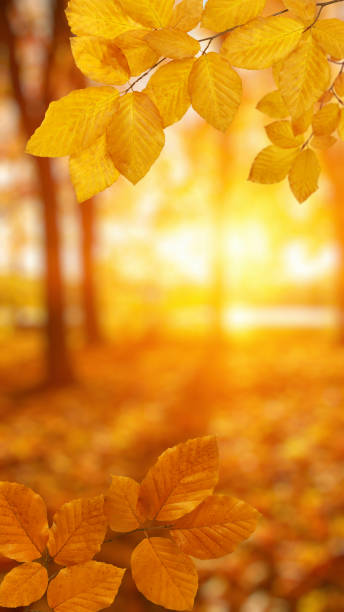 istock Autumn leaves on the sun. 1064689060