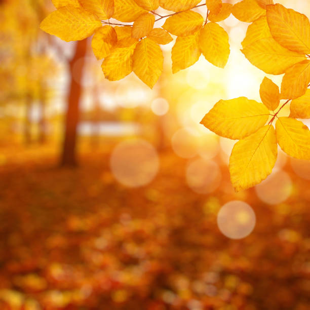 istock Autumn leaves on the sun. 1064689122
