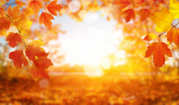 istock Autumn leaves on the sun. 1064689140