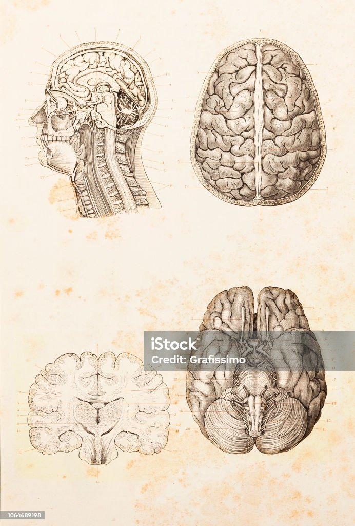 Human brain cross section illustration Human brain cross section illustration
Original edition from my own archives
Source : Brockhaus Conversationslexikon 1884 Drawing - Art Product stock illustration