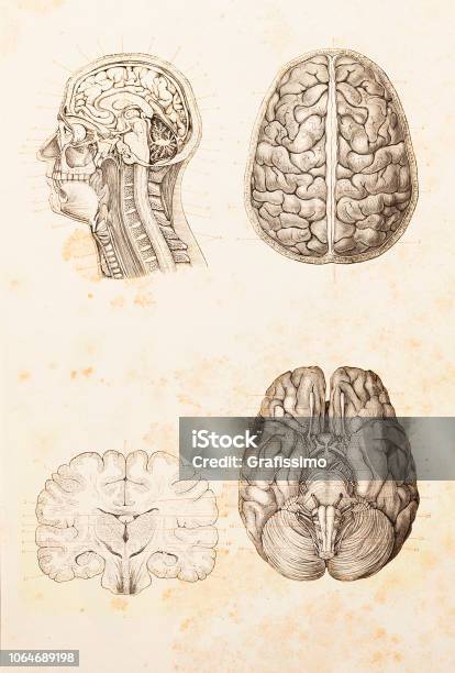 Human Brain Cross Section Illustration Stock Illustration - Download Image Now - Drawing - Art Product, Intelligence, Pencil Drawing