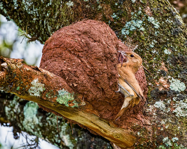 joão-de-barro pássaro brasileiro - joao-de-barro pássaro brasileiro no ninho da porta com insetos no bico - joao de barro - fotografias e filmes do acervo