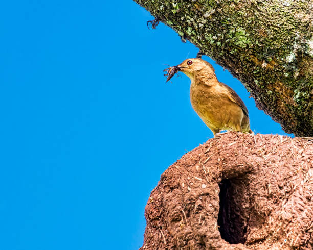 joão-de-barro pássaro brasileiro - joao-de-barro brasileiro pássaros no ninho com insetos no bico - joao de barro - fotografias e filmes do acervo