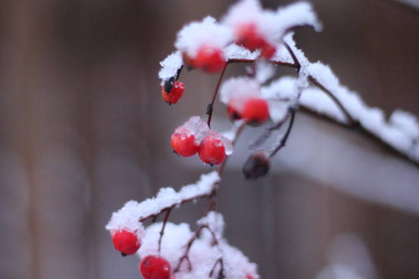 istock Rowan branch with berries covered with snow on a winter evening 1064691682