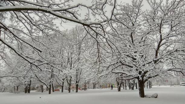 istock cold winter city park in mist with snow covered tree trunks 1064691708