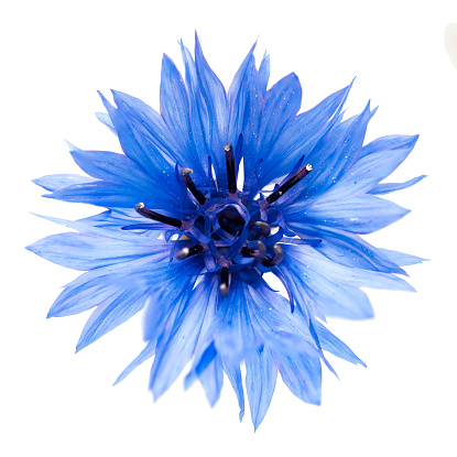 Cornflower close up.