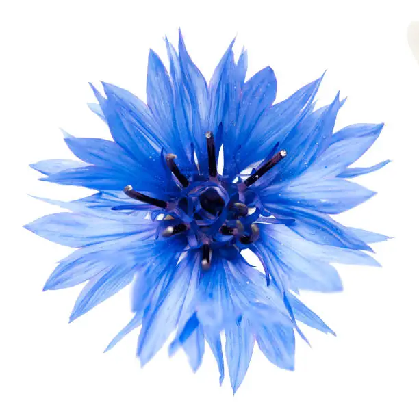 Blue cornflower cut out, isolated on a white background, photographed in natural light, selective depth of field"n