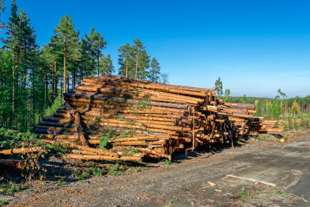 istock A stack of freshly sawn pine logs at the edge of the forest 1064699294