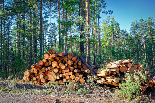 istock A stack of freshly sawn pine logs at the edge of the forest 1064699324