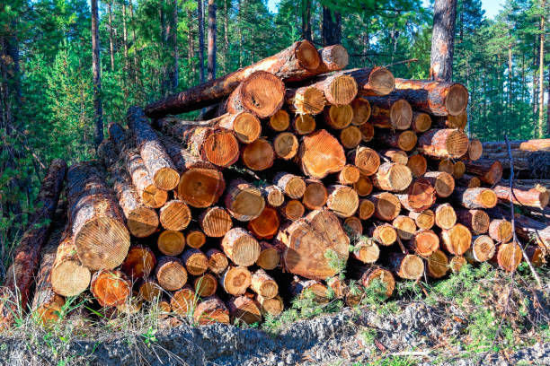 istock A stack of freshly sawn pine logs at the edge of the forest 1064699344