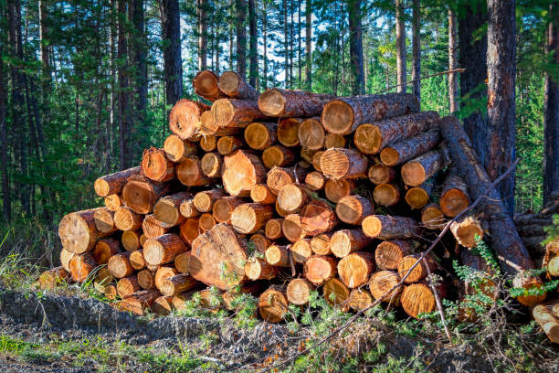 istock A stack of freshly sawn pine logs at the edge of the forest 1064699354