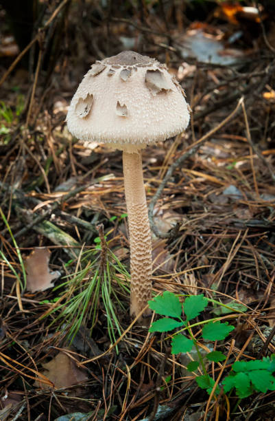 istock Young Parasol mushroom in the autumn forest 1064700168