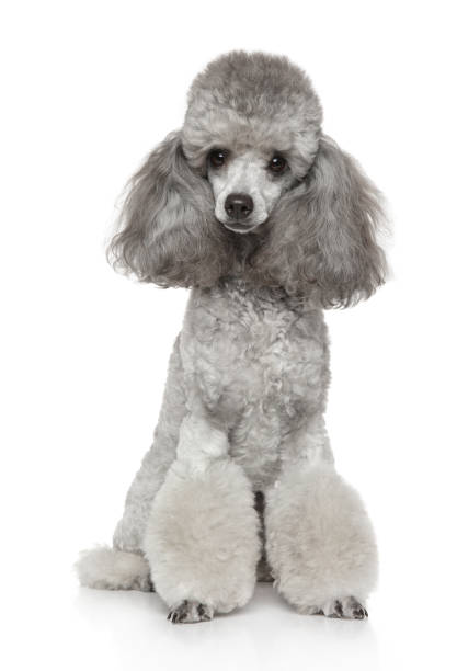 istock Young groomed poodle 1064701386