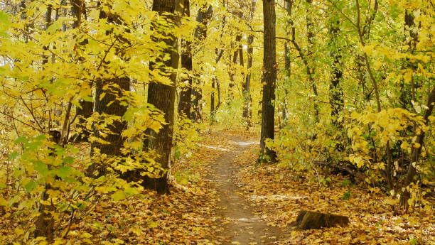 istock autumn trees in the forest 1064703006
