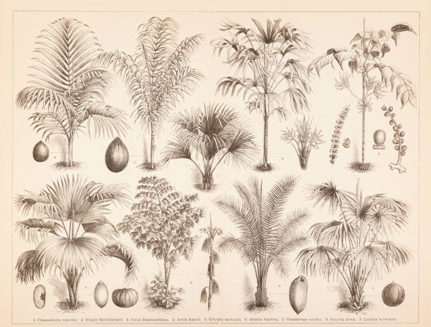 Different palm tree coconut illustration Different palm tree coconut
Original edition from my own archives
Source : Brockhaus Conversationslexikon 1886 africa antique old fashioned engraving stock illustrations