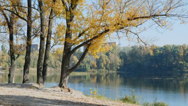 istock autumn trees in the forest 1064703472