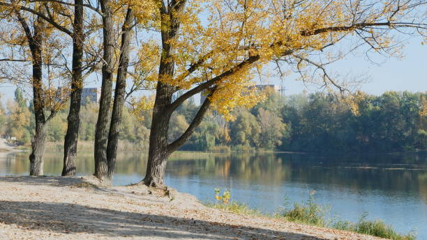 istock autumn trees in the forest 1064703500