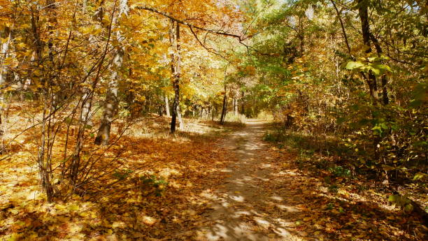 istock autumn trees in the forest 1064703758