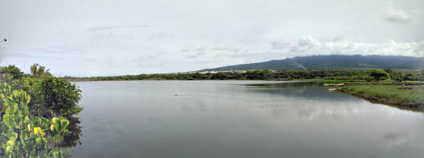 Aimakapa fishpond is famous as a refuge for many native and migratory wetland birds. Looking back in time, Aimakapa Fishpond was a loko pu'uone. This type of pond consists of a large water area trapped behind sea dunes. estanque de aimakapa es famoso como un refugio para muchas aves migratorias y nativas del humedal. mirando hacia atrás en el tiempo, estanque de aimakapa era un pu'uone loko. este tipo de estanque consiste en un área grande del agua atrapado detrás de l