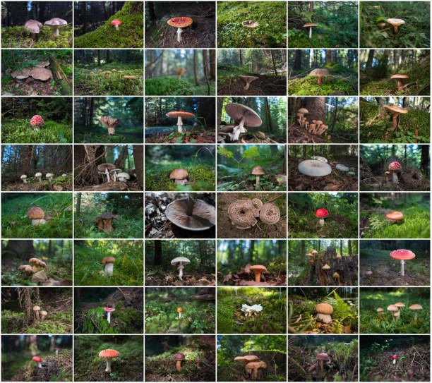 set of mushrooms growing in a wild forest in the mountains