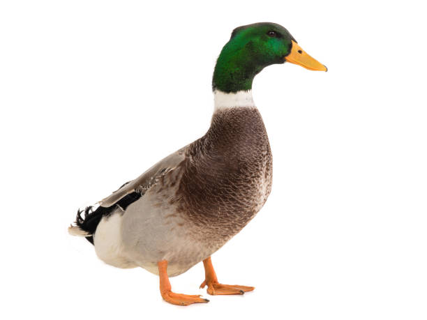 istock male brown duck isolated on white 1064710324