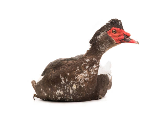istock Muscovy duck isolated on white 1064710340