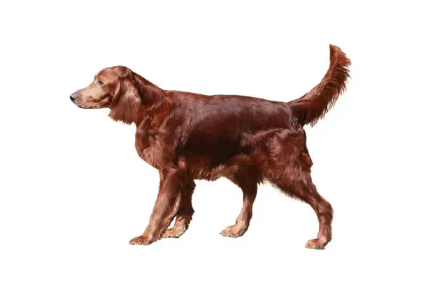 Photo of Irischer Setter isolated on white