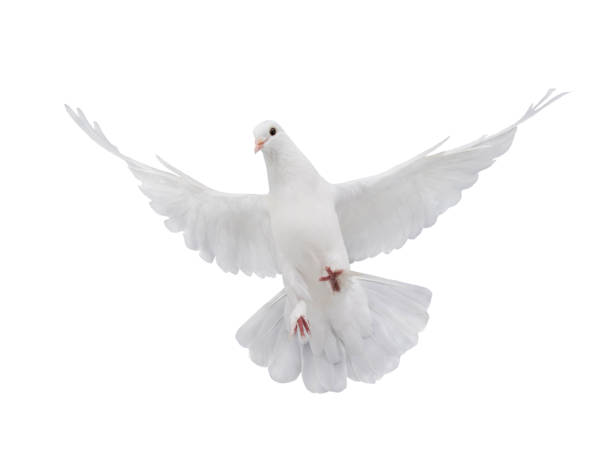 free flying white dove isolated on a white free flying white dove isolated on a white background as symbol of peace dove bird stock pictures, royalty-free photos & images