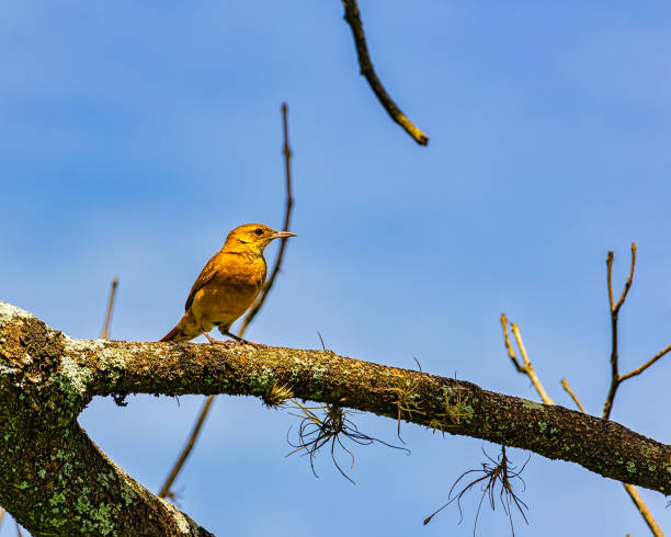 joão-de-barro pássaro brasileiro no ramo de árvore - pássaro brasileiro joao-de-barro - joao de barro - fotografias e filmes do acervo