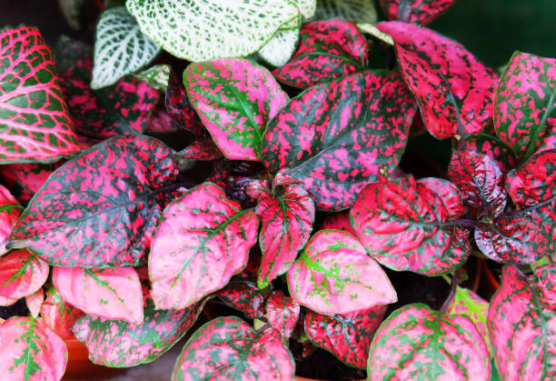 istock Colorful fittonia 1064711314