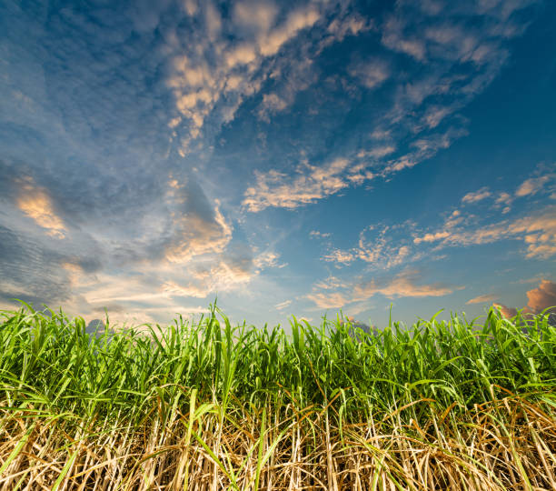 Sugar cane with sky Sugar cane with sky Lea stock pictures, royalty-free photos & images